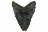 Bargain, Fossil Megalodon Tooth - South Carolina #180912-1
